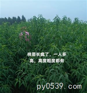 出售各種新品種桃苗奶油蟠桃苗紅肉油蟠桃苗天外之星油蟠桃苗